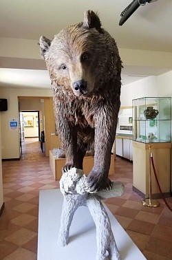 Museo dell'orso